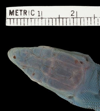 Media type: image;   Herpetology R-39799 Aspect: head dorsal